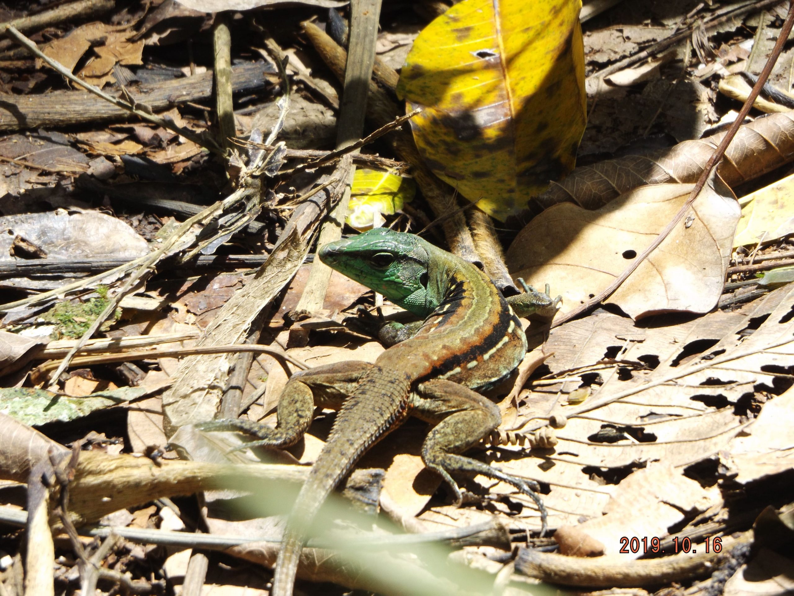 Ameiva ameiva
