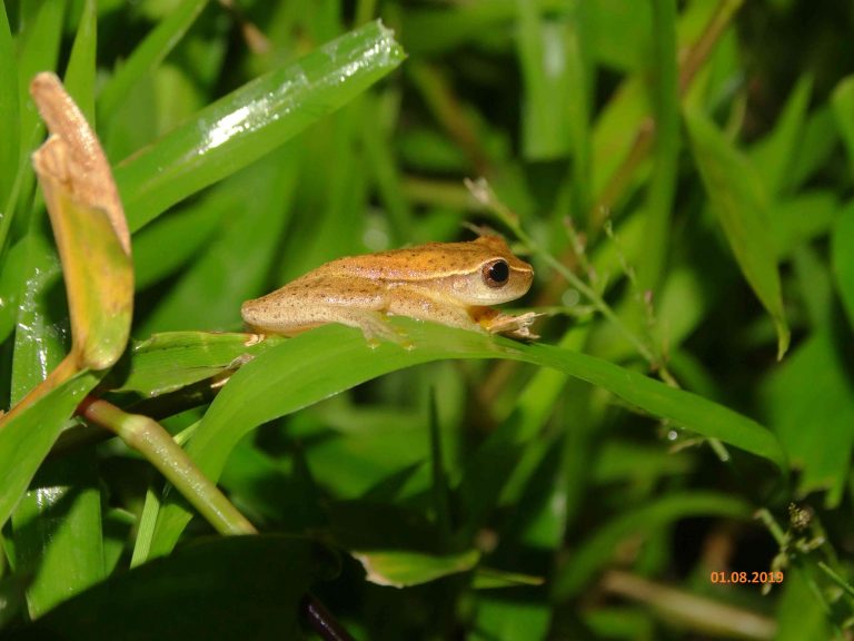 Dendropsophus microcephalus
