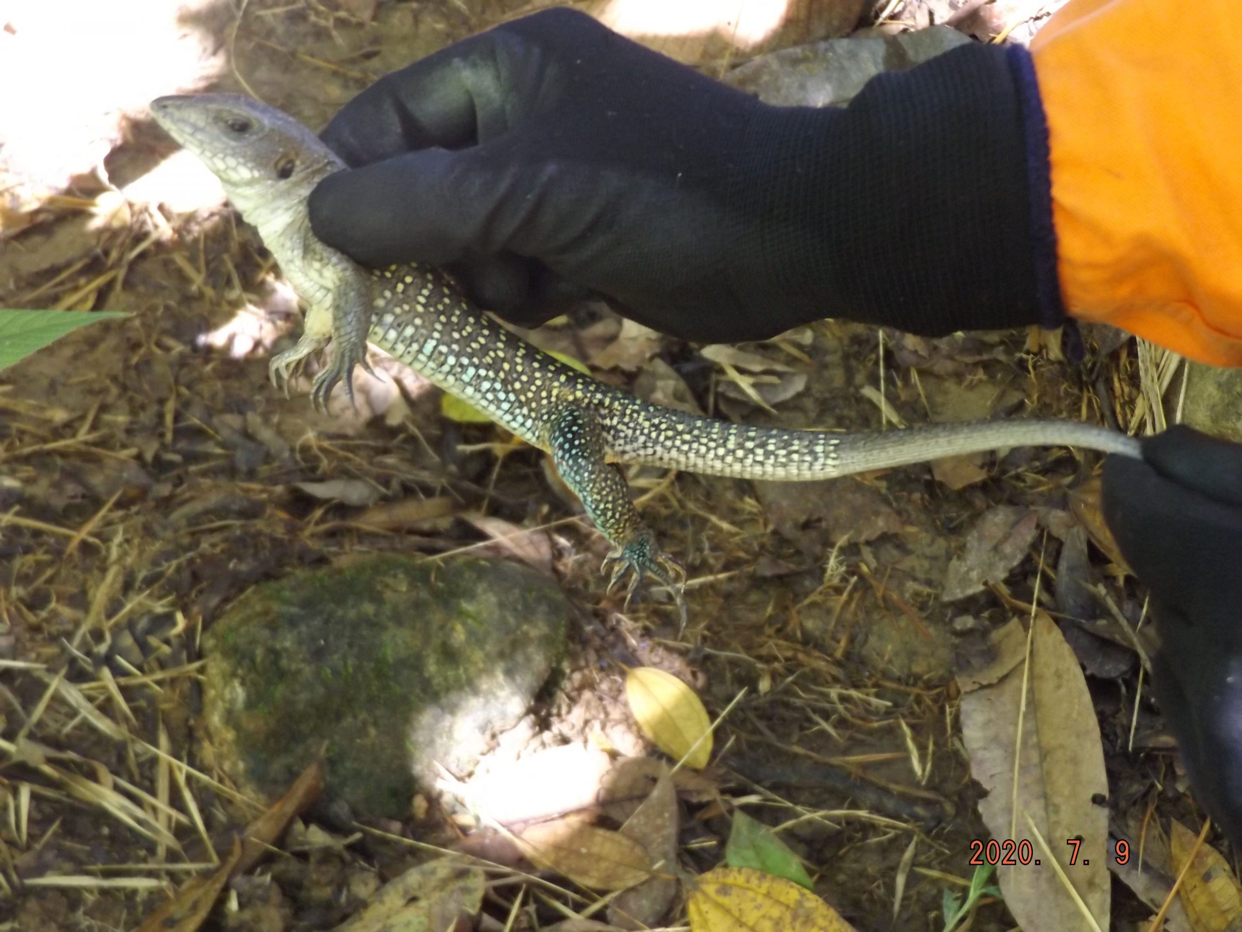 Rescate de fauna silvestre - Ameiva ameiva