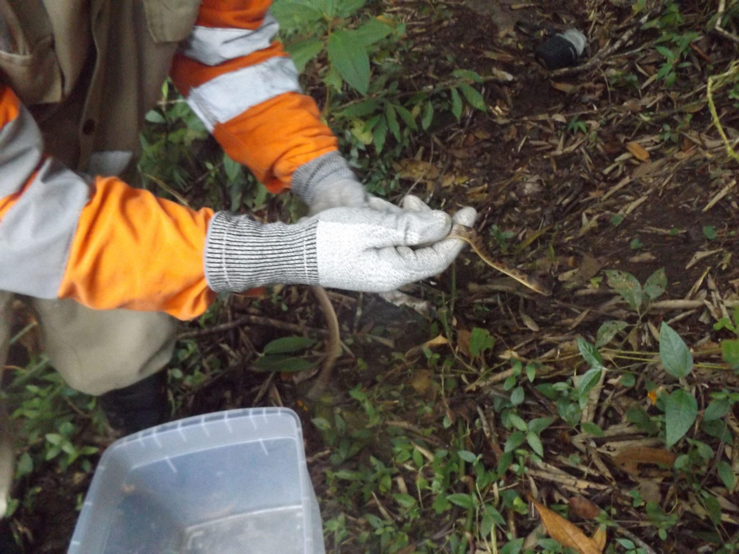 liberación de fauna - Leptodeira annulata
