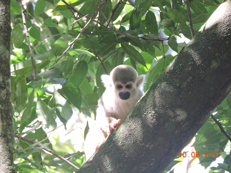Ahuyentamiento de Saimiri sciurus