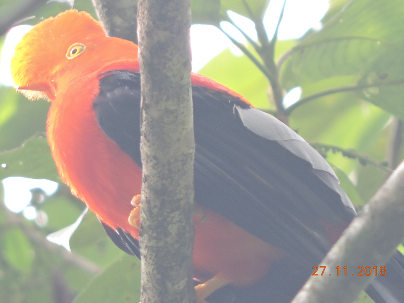 Rupicola peruviana